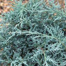 Attēlu rezultāti vaicājumam “Juniperus chinensis”