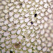 Attēlu rezultāti vaicājumam “Leiocolea rutheana”