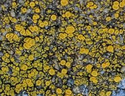 Attēlu rezultāti vaicājumam “Candelariella sp.”