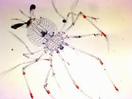 Image result for Palinurus elephas