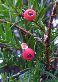 Attēlu rezultāti vaicājumam “Taxus baccata fruit”