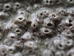 Attēlu rezultāti vaicājumam “Thelotrema lepadinum”