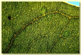 Attēlu rezultāti vaicājumam “Cribraria ferruginea stalked”