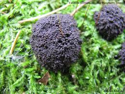 Attēlu rezultāti vaicājumam “Tubifera ferruginosa (subsp. ferruginosa)”