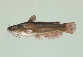 Image result for Ameiurus melas