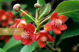 Attēlu rezultāti vaicājumam “Schisandra chinensis flower”