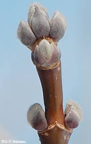 Attēlu rezultāti vaicājumam “Acer negundo bud”