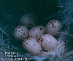 Attēlu rezultāti vaicājumam “Phylloscopus trochilus nest”