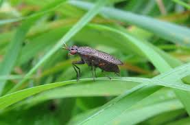 Attēlu rezultāti vaicājumam “Coremacera marginata”