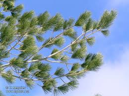 Attēlu rezultāti vaicājumam “Pinus peuce”