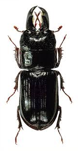 Attēlu rezultāti vaicājumam “Ceruchus chrysomelinus”