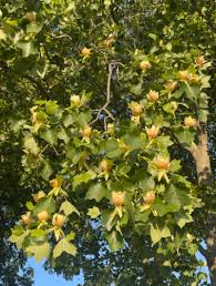 Attēlu rezultāti vaicājumam “Liriodendron tulipifera”