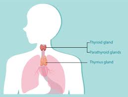 Image result for Thymus