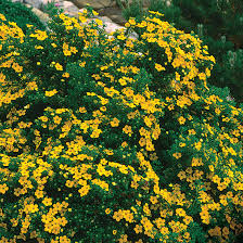 Attēlu rezultāti vaicājumam “Potentilla arenaria flower”
