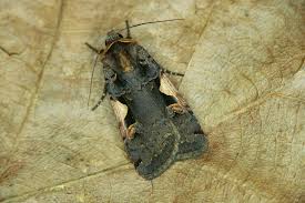 Attēlu rezultāti vaicājumam “Xestia c-nigrum”