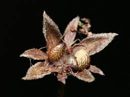 Image result for Potentilla erecta