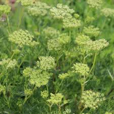 Attēlu rezultāti vaicājumam “Cenolophium denudatum”