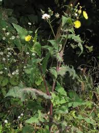 Attēlu rezultāti vaicājumam “Sonchus oleraceus”