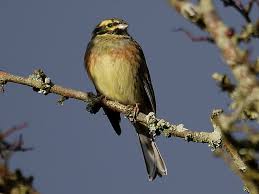 Image result for Emberiza cirlus