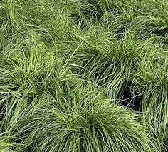 Attēlu rezultāti vaicājumam “Carex caryophyllea fruit”