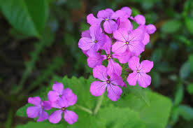 Attēlu rezultāti vaicājumam “Lunaria annua flower”