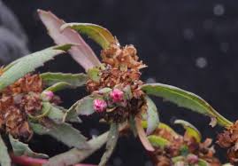 Attēlu rezultāti vaicājumam “Elatinaceae”