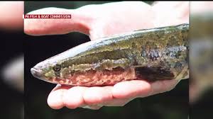 Image result for The Lancaster Fish