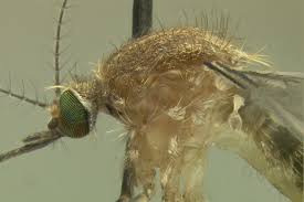 Attēlu rezultāti vaicājumam “Culex pipiens female”