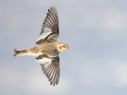 Attēlu rezultāti vaicājumam “Plectrophenax nivalis adult”