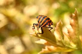 Attēlu rezultāti vaicājumam “Scolytidae”