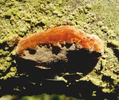 Attēlu rezultāti vaicājumam “Phellinus ferruginosus”