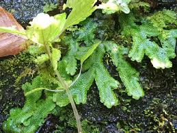 Attēlu rezultāti vaicājumam “Conocephalum”