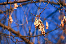 Attēlu rezultāti vaicājumam “Acer tataricum subsp. ginnala bud”
