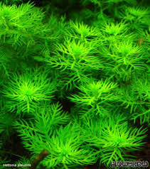 Attēlu rezultāti vaicājumam “Hottonia palustris leaf”