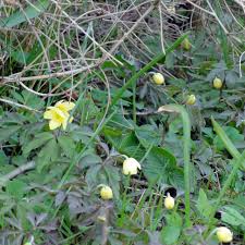 Attēlu rezultāti vaicājumam “Anemone x lipsiensis”