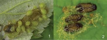 Attēlu rezultāti vaicājumam “Orthosia sp.”