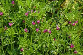 Attēlu rezultāti vaicājumam “Vicia angustifolia flower”