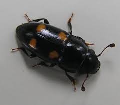 Attēlu rezultāti vaicājumam “Glischrochilus hortensis”