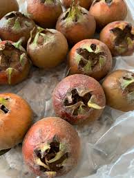 Attēlu rezultāti vaicājumam “Mespilus germanica fruit”