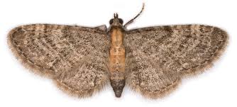 Attēlu rezultāti vaicājumam “Eupithecia icterata female”