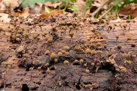 Attēlu rezultāti vaicājumam “Amaurochaete fusiformis macro”