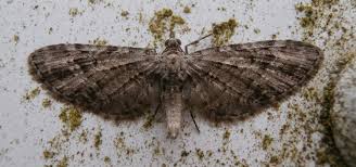 Attēlu rezultāti vaicājumam “Colostygia pectinataria female”