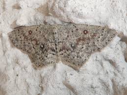 Attēlu rezultāti vaicājumam “Cyclophora pendularia”