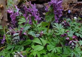 Attēlu rezultāti vaicājumam “Corydalis cava fruit”