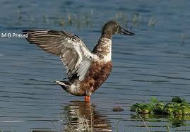 Attēlu rezultāti vaicājumam “Anas clypeata male”