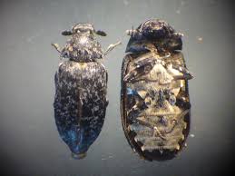 Attēlu rezultāti vaicājumam “Dermestes murinus”