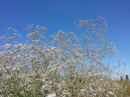 Attēlu rezultāti vaicājumam “Gypsophila paniculata”