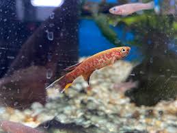 Image result for Aphyosemion