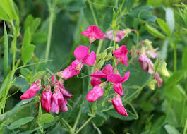 Attēlu rezultāti vaicājumam “Lathyrus tuberosus”