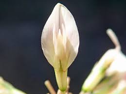 Attēlu rezultāti vaicājumam “Trifolium repens flower”